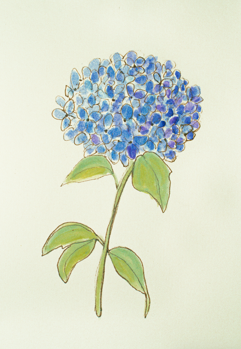 Single Hydrangea