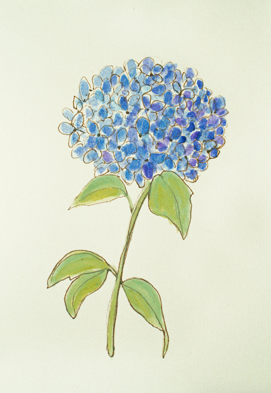 Single Hydrangea
